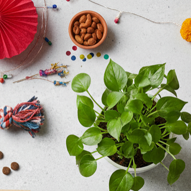 Cropped Gemini Generated Image R0gjzdr0gjzdr0gj